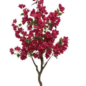 BOUGAINVILLEA  NP_70_120  ΥΨΟΣ 120cm