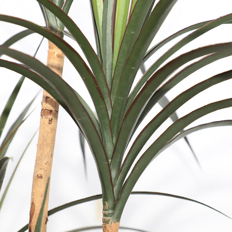 DRACAENA  NP_325_180  ΥΨΟΣ 180cm - Image 2