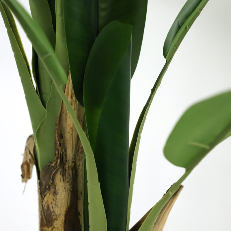 BANANA TREE NP702_145  ΥΨΟΣ 145cm - Image 2