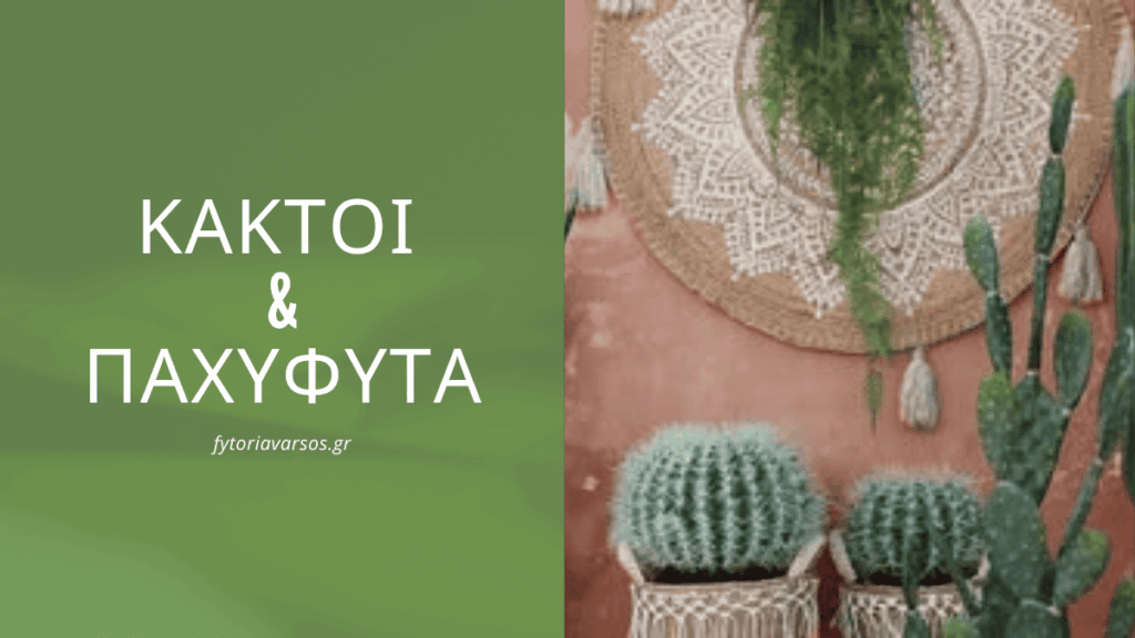 Τεχνητοί κάκτοι και ψεύτικα παχυφυτά για μοντέρνα διακόσμηση εσωτερικού χώρου από το fytoriavarsos.gr